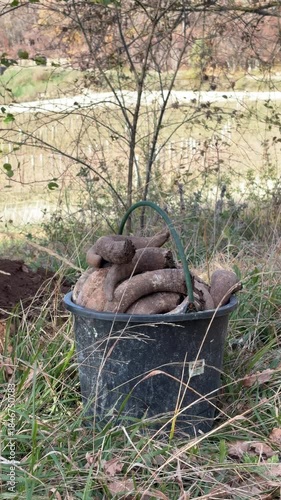 Cow Horns in Bucket on Vineyard Hillside, biodynamic