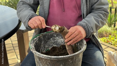Farmer Filling Cow Horns for Biodynamic Preparation 500