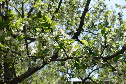 cherry tree in full bloom in May
