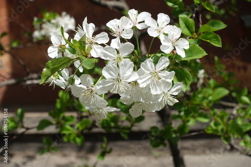 Tableau sur toile Macro of white flowers of cherry tree in May