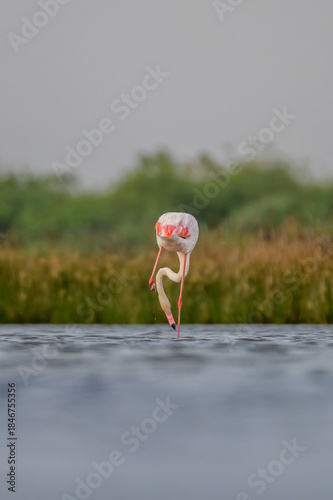 Flamingos in the lake 