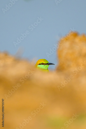 bee eater bird