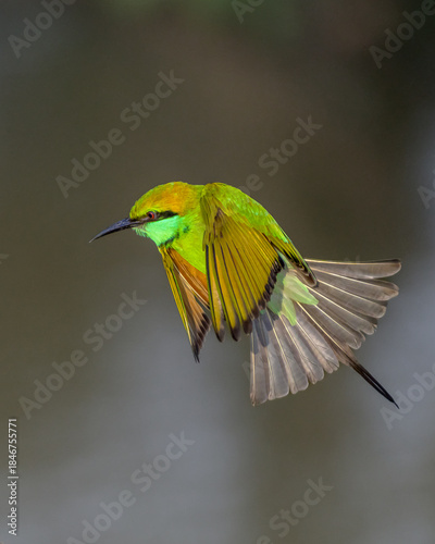 bee eater bird