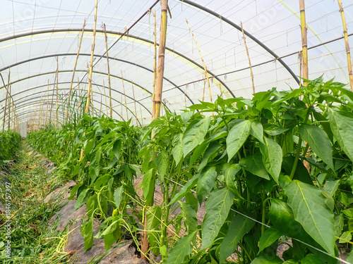 Green bell pepper plantation with plastic film placed over the ground, Sweet pepper plant in a farmer's field, paprika, bell pepper in greenhouse or glasshouse, in state Jijel Algeria, North Africa.