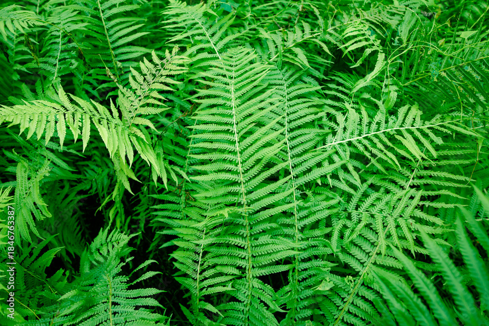 Fototapeta premium A green leafy plant with a large leaf