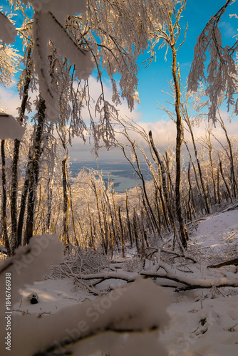 A magnificent forest in the winter season