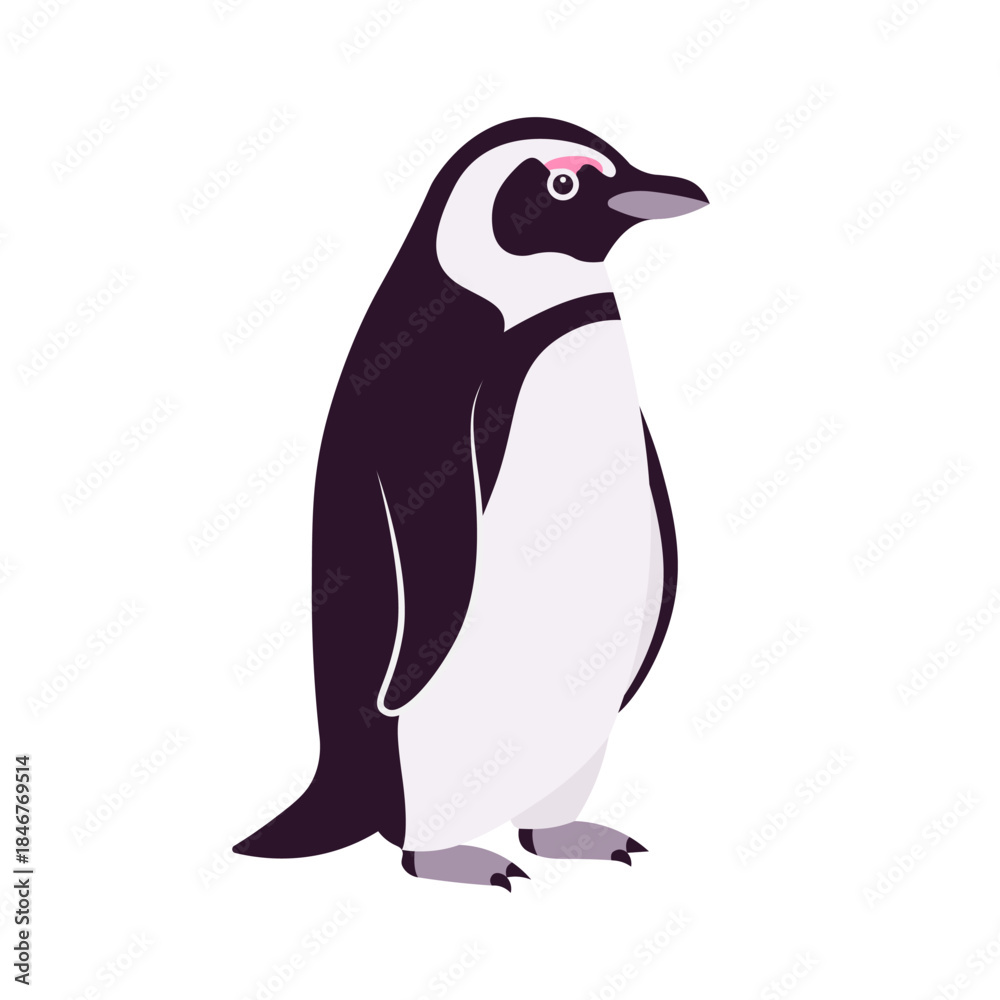 Naklejka premium African penguin cute funny black back and white belly bird standing. Flightless seabird with flippers for swimming and diving, marine life jackass, ornithology. Vector flat style cartoon illustration