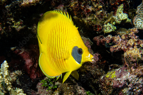 Tableau sur toile Masken-Falterfisch (Chaetodon semilarvatus)
