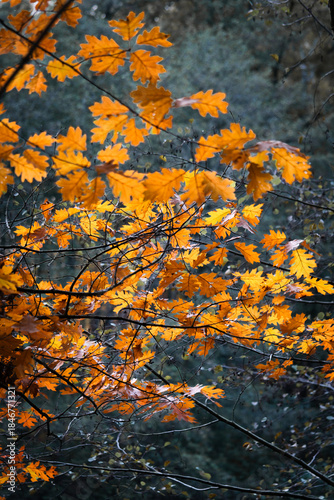 Bright orange yellow autumn leaves against a dark forest background.