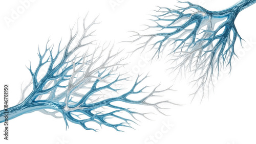 Dendritic structure isolated on transparent background