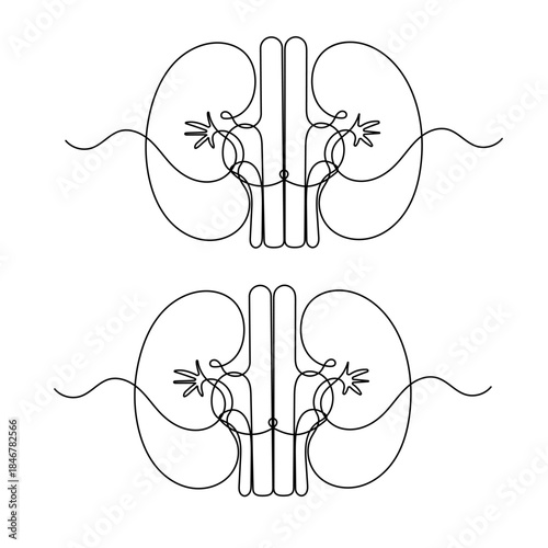Human kidney, continuous one-line drawing, minimalist medical outline vector illustration
