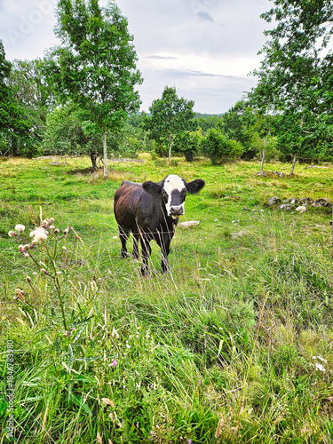 A cute, black cow in a summer pasture.