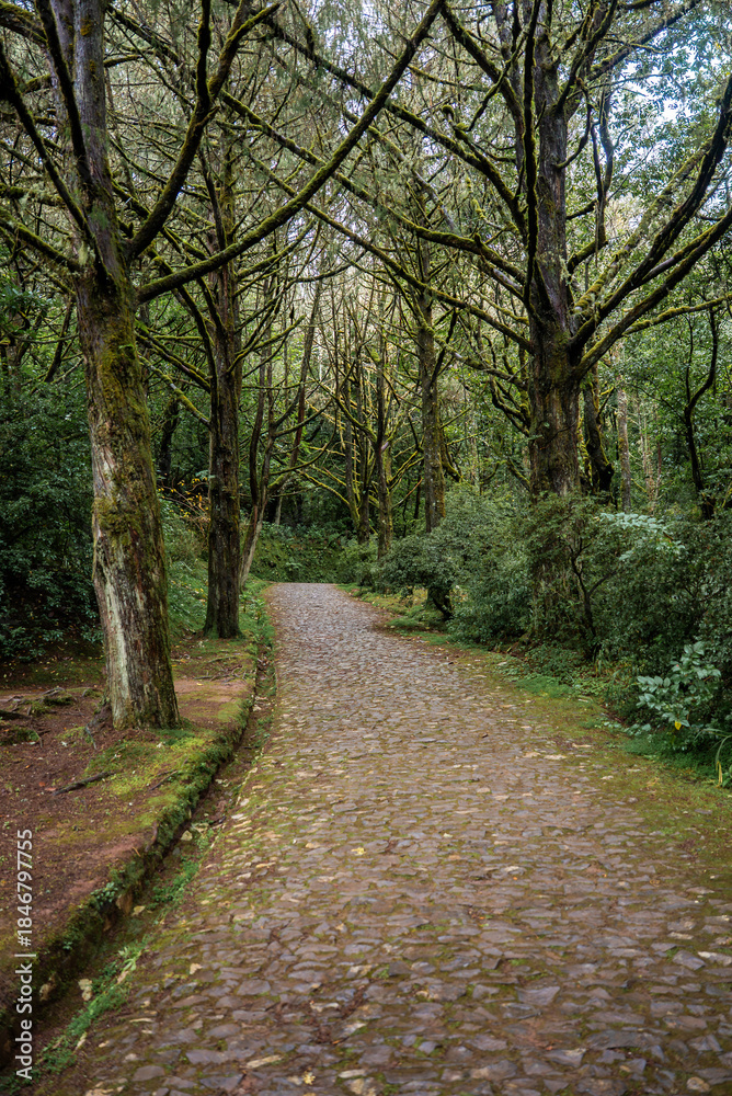 Obraz premium A cobblestone path winds through Laurisilva in Madeira, Portugal, tall laurel trees arch and form a canopy, soft daylight filters on damp stones on a misty day.