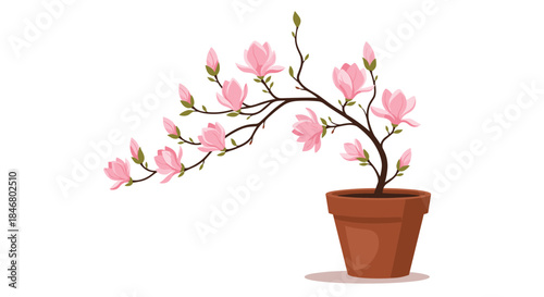 Beautiful branch of blooming pink magnolia flowers and buds growing in a simple terracotta pot, isolated on a white background.