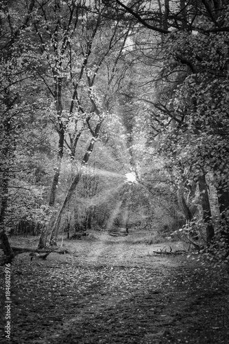 Golden autumn forest with illuminated forest path and warm sunlight.