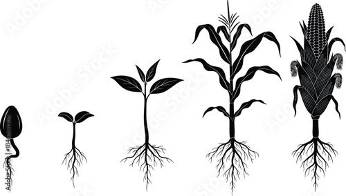 Black and White Silhouette Vector Illustration of Corn Maize Plant Life Cycle Growth Stages, from Seed Germination, Seedling, Sprout to Mature Plant with Ripe Ear, Agriculture Concept.