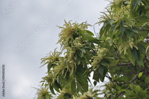 Japanese Chestnut Blossoms in Full Bloom