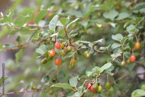 Fruit of silverberry, ripening on the branches