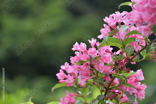 Pink flowers of the Weigela hortensis