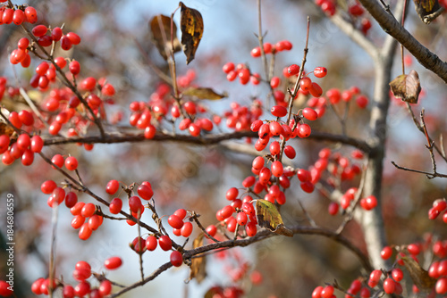 Red fruits of cornus officinalis, Ripe Japanese cornelian cherry, on the branch