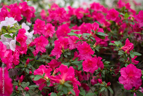 Blooming azaleas in the garden. 
