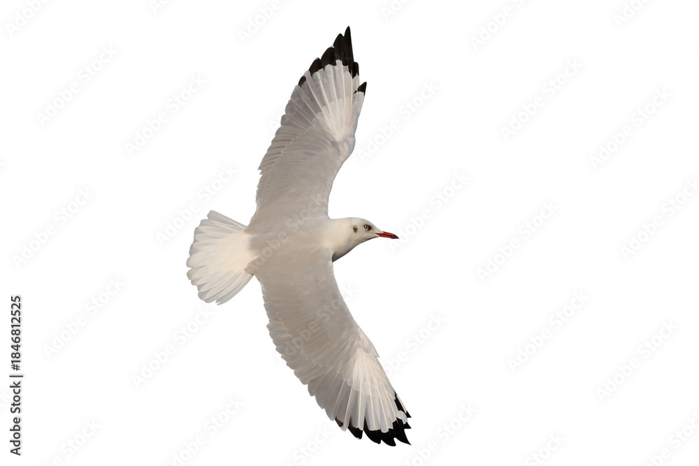 Obraz premium Beautiful seagull flying isolated on transparent background. 