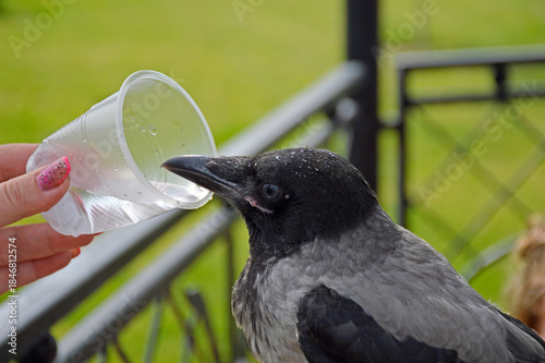 gray crow quenches thirst from a plastic disposable cup. thirsty bird in the summer heat drinks water