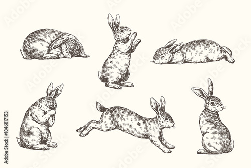 Collection of Rabbit and Hare Vector Illustrations: Set of Cute Animals in Various Poses, Perfect for Easter and Nature-Themed Engraving Style Clipart.