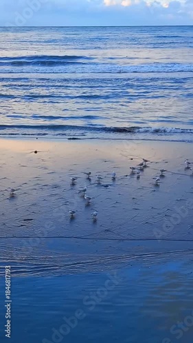 Sea view seagulls at the beach, winter season,  Black sea coast