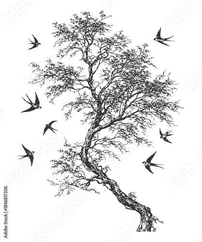 Beautiful Swallows Flying Around a Willow Tree Vector: Elegant Nature and Spring Themed Hand-Drawn Engraving Style Botanical Illustration Clipart.