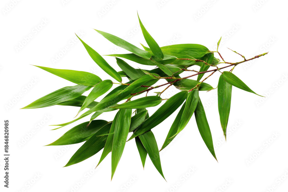 Fototapeta premium Fresh bamboo leaves shown for tropical or garden design on transparent background