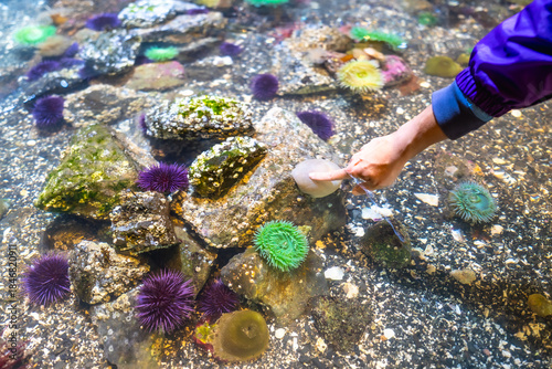 Fotografija Child exploring tide pool aquarium, touching sea life gently