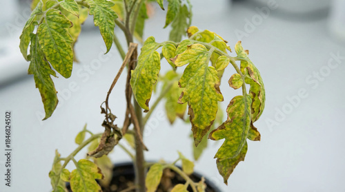 Wilting Tomato Plant Showing Viral Chlorosis Symptoms - vein-associated discoloration, wilting, and necrotic margins. Controlled laboratory setup, diagnostic plant pathology reference.