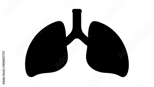 Black silhouette of human lungs and trachea on a white background representing respiratory system anatomy silhouette .vector icon
