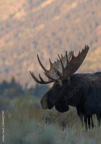 Bull Moose During the Rut in Grand Teton National Psrk Wyoming in Autumn