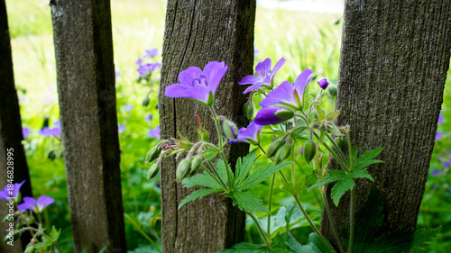 Lilane Blume an altem Zaun 1