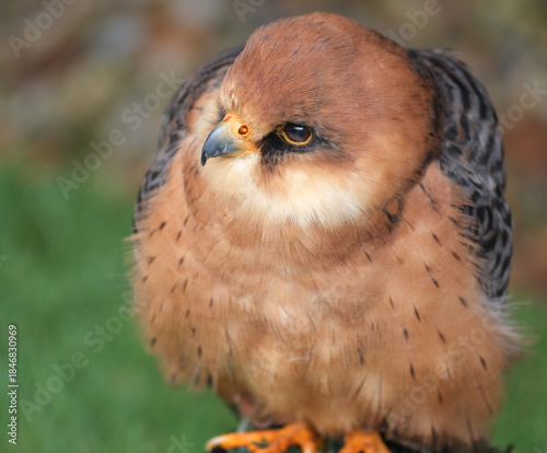 The red-footed falcon, formerly the western red-footed falcon, is a bird of prey. It belongs to the family Falconidae, the falcons. 