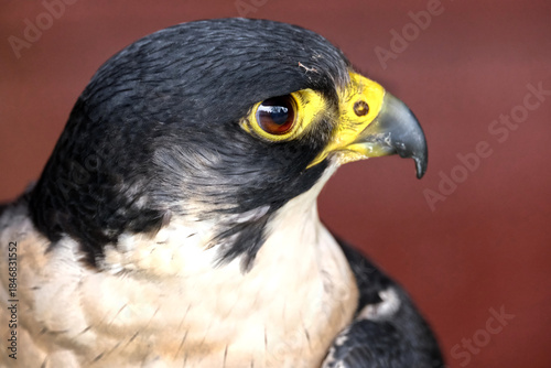 Φωτογραφία The peregrine falcon, also known simply as the peregrine, is a cosmopolitan bird