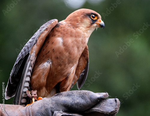 Bild auf Leinwand The red-footed falcon, formerly the western red-footed falcon, is a bird of prey