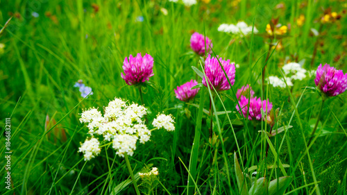 Wildblumenwiese 3