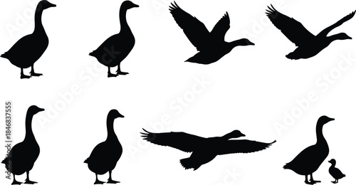 Goose silhouette collection featuring flying and standing waterfowl shapes, black bird wildlife icons for farm nature vector design projects use