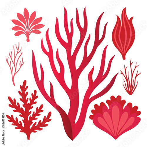 Set of red marine plants and sea shells, underwater coral reef elements vector illustration