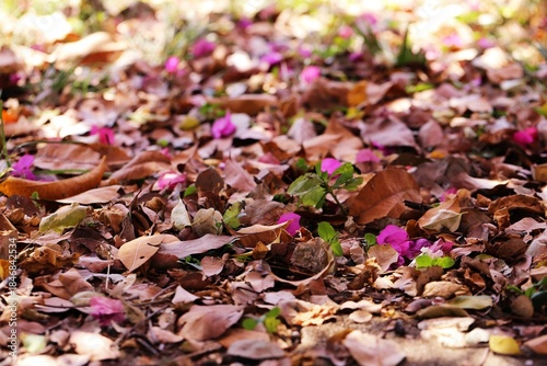 Autumn Leaves On Ground In Nature Autumn Blur Background