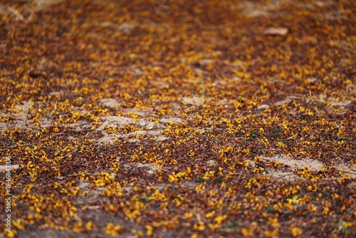 Dried yellow flower fall on ground outdoor nature blur nature background