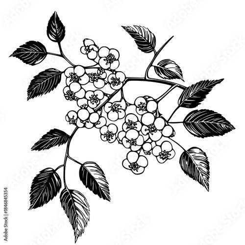 Silent Symphony: Single Berry's Journey through Orchard | Clean, isolated vector art for creative projects.