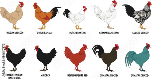 Educational Vector Set of Various Chicken Breeds Illustrations, Including Roosters and Hens, Suitable for Farm, Poultry, Agriculture, or Educational Design Projects.