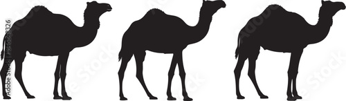 Silhouette depiction of three camels standing in a row against a white background in a vector image