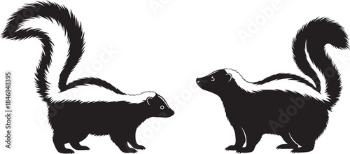 Silhouette of a Skunk with Distinctive White Stripes and Bushy Tail, Illustration of a skunk with black fur and white stripes and a fluffy tail standing on a white background