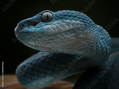 Fotografi A striking close-up of a vibrant blue viper, showcasing its rough scales, large