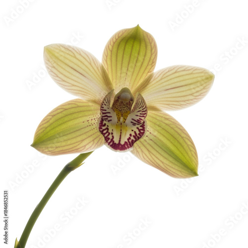 hyper-photorealistic macro close-up of a single pale yellow-green phalaenopsis orchid with maroon markings, isolated on a seamless high-key white background, emphasizing purity and natural complexity